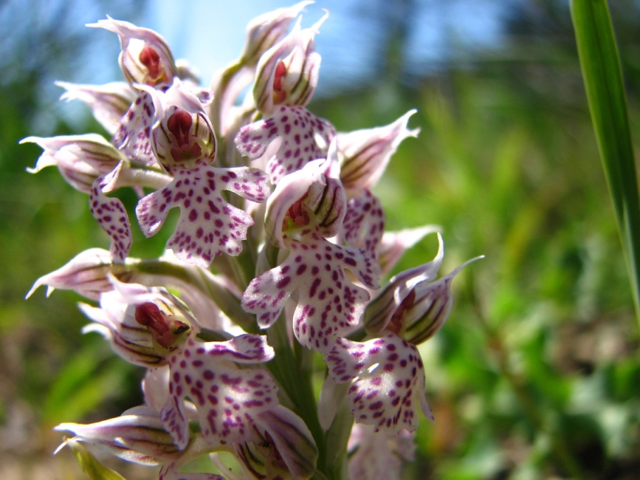 Ophrys fusca s.l. , O. garganica, Orchis lactea